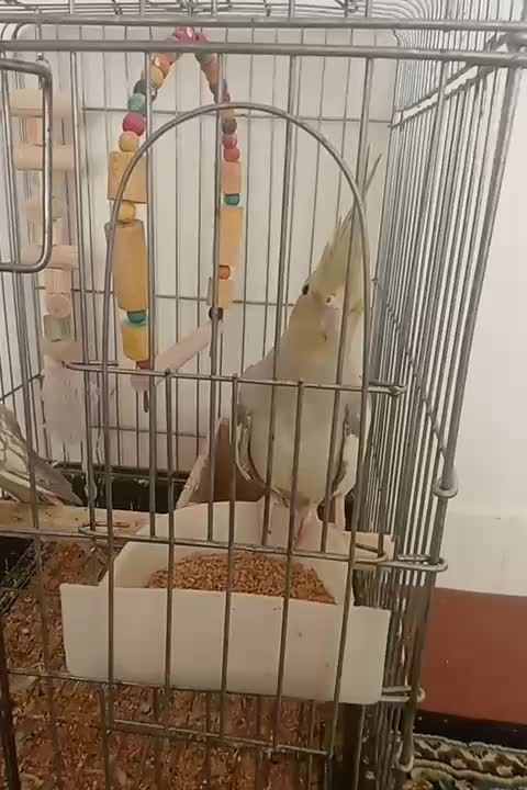 عروس هلندی سرحال و بازی گوش|پرنده|بروجرد, |دیوار