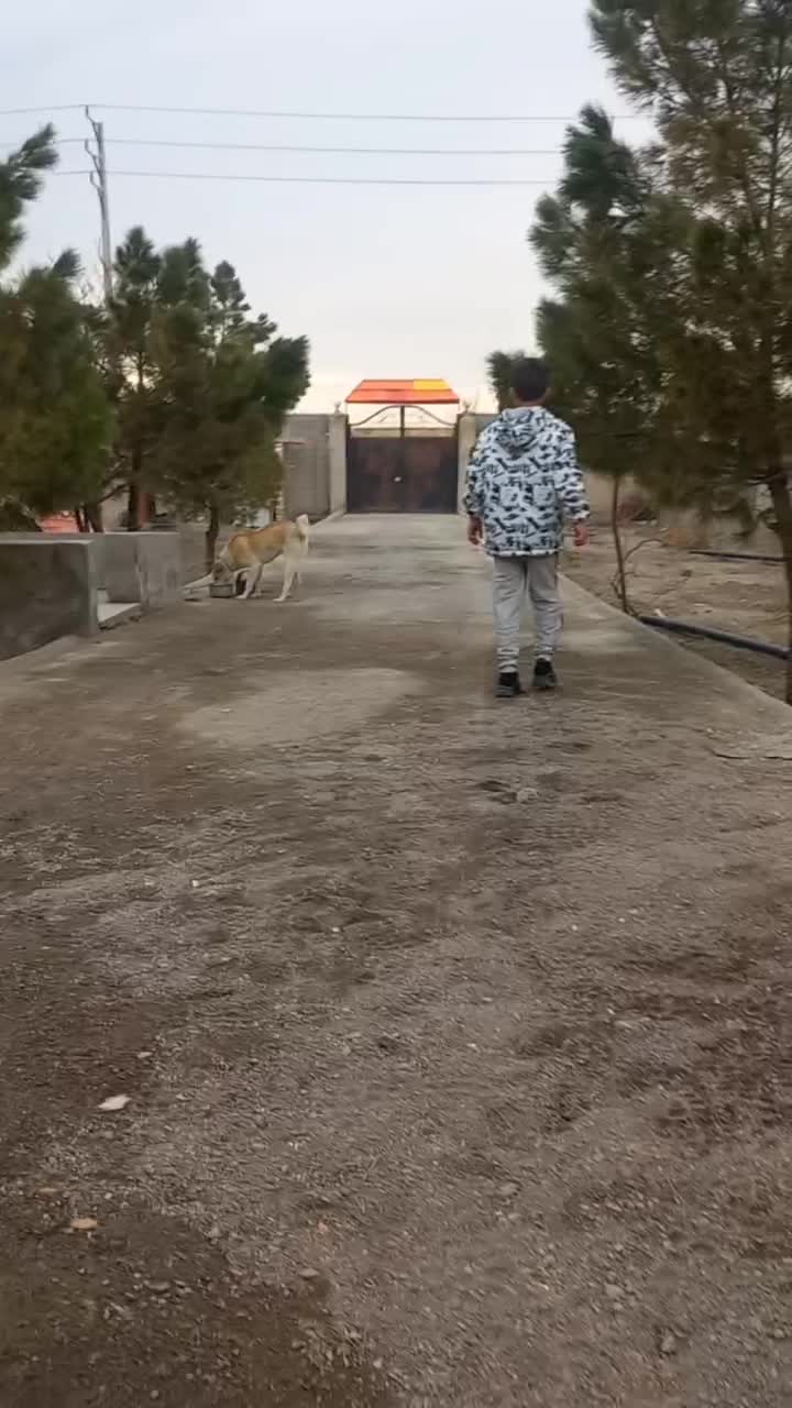 سگ نگهبان|سگ|مشهد, شمس آباد|دیوار