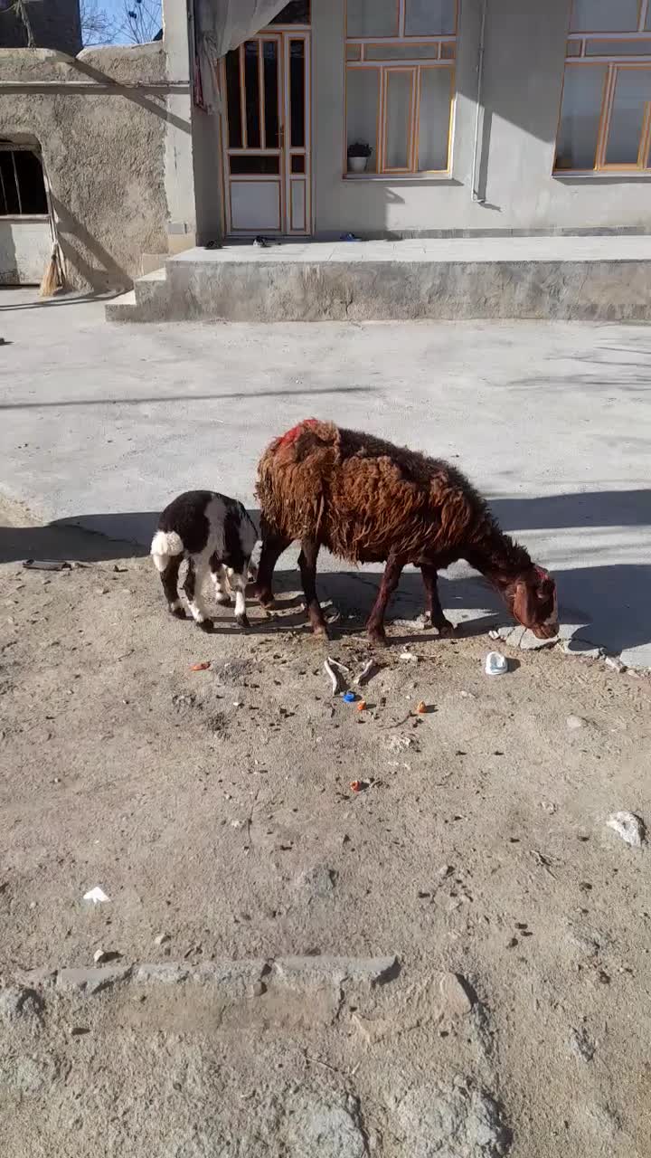 میش وبره|حیوانات مزرعه|سامن, |دیوار