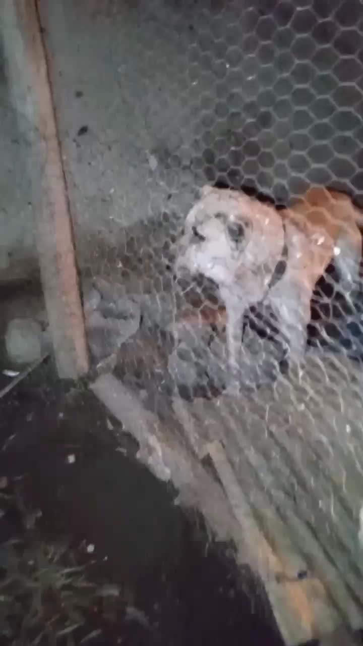 سگ سرابی|سگ|کرمانشاه, |دیوار