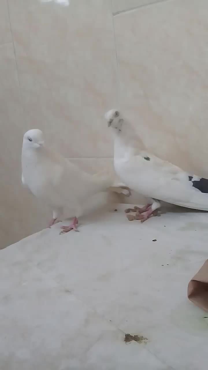 دوتا نر اصفهانی ی سفید بدون غلط و ی سفید دم مشکی|پرنده|خمینی‌شهر, |دیوار