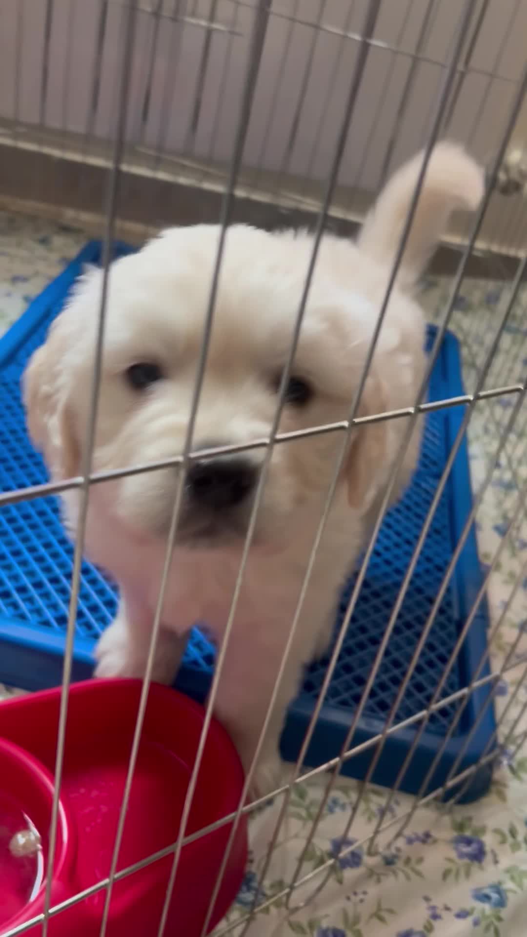 توله‌سگ گلدن رتریور ۲ ماهه، سالم و واکسینه|سگ|تهران, منیریه|دیوار