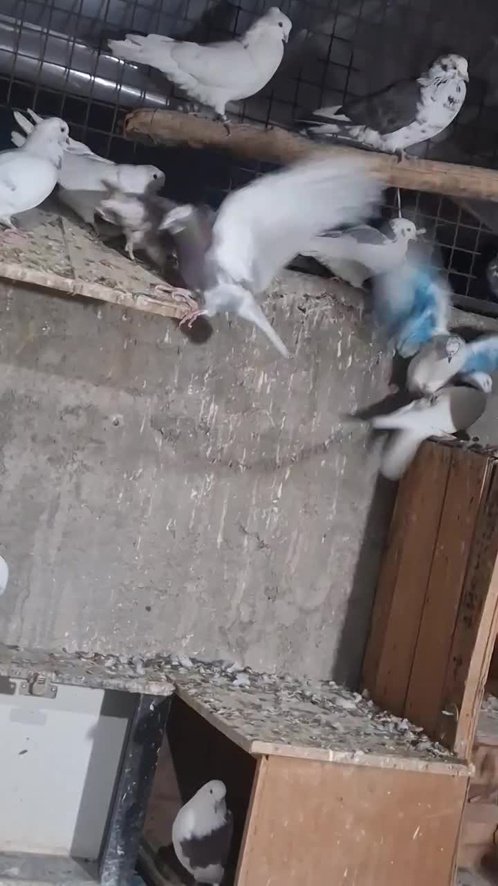 کبوتر|پرنده|وحیدیه, |دیوار