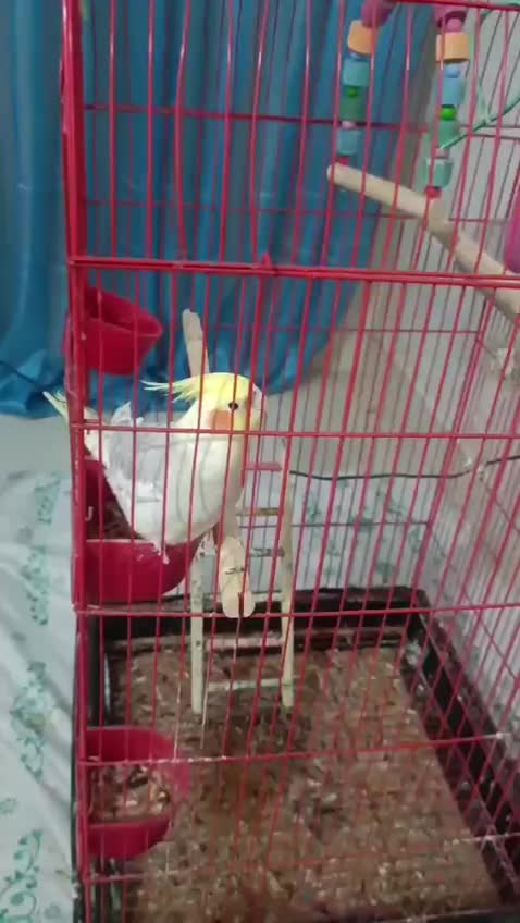 عروس هلندی|پرنده|اراک, |دیوار