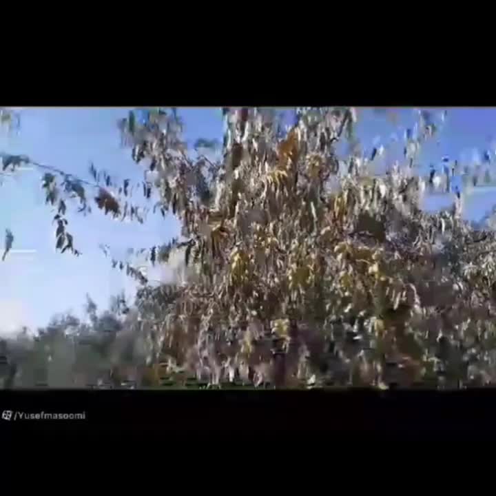 فروش نهال سنجد صادراتی حاج حسین|خدمات باغبانی و درختکاری|مرند, |دیوار