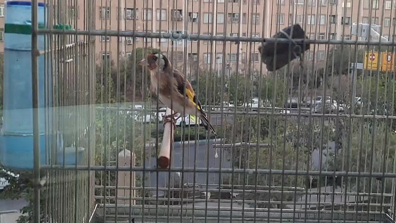 سهره بخون|پرنده|ری, منصوریه منگل|دیوار