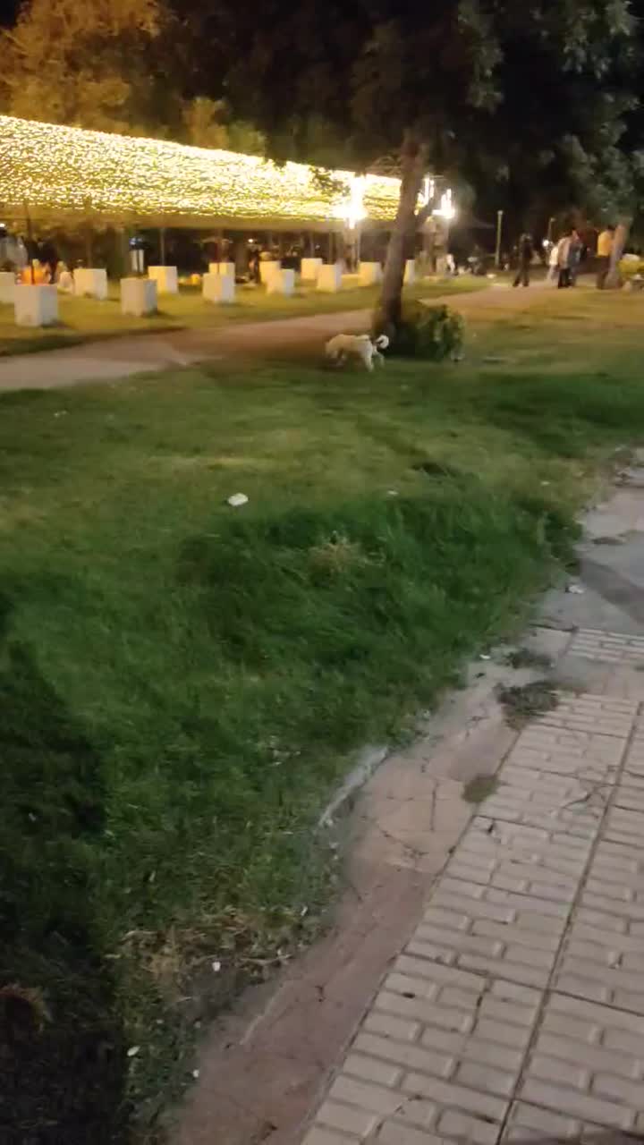 سگ جک راسل|سگ|کرمانشاه, |دیوار