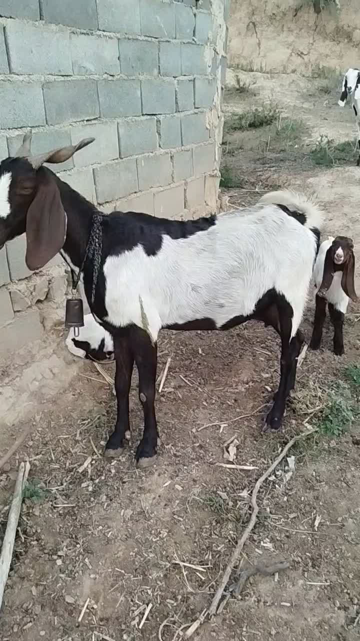 فروش بزوبزغاله|حیوانات مزرعه|کلاله, |دیوار