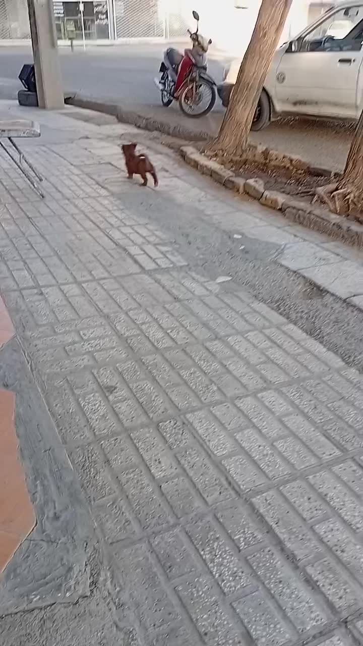 واگذاری|سگ|تربتحیدریه, باغ سلطانی|دیوار