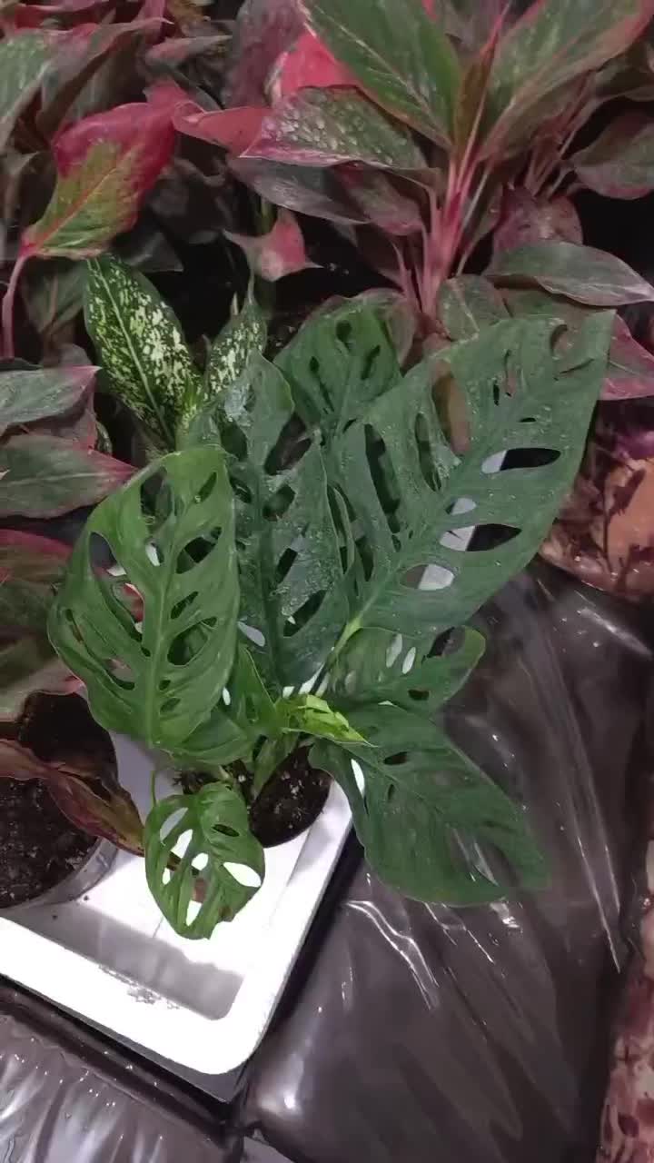 گل وگیاه|گل و گیاه طبیعی|بندرعباس, |دیوار