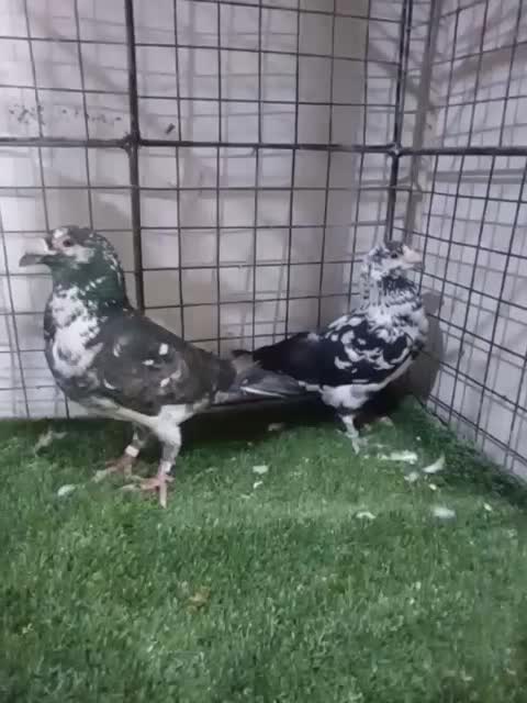 بزک|پرنده|مشهد, شیرودی|دیوار