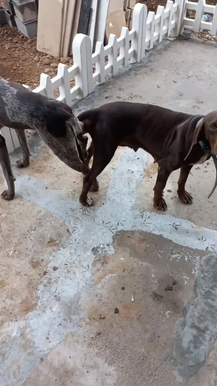 پوینتر ماده|سگ|لاهیجان, لیالستان|دیوار