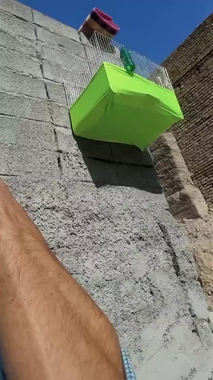 قناری دوساله دهن سر لر بخون دهن ایوب رحمتی|پرنده|بومهن, |دیوار