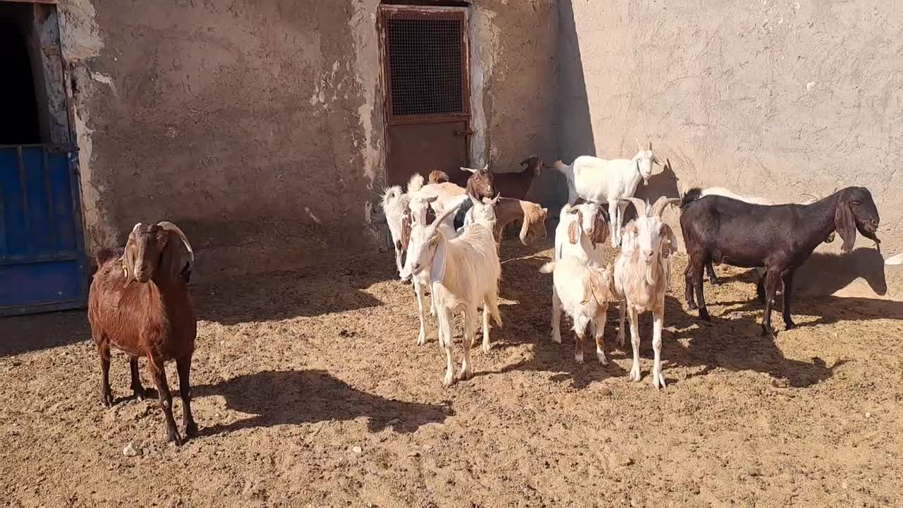 ۱۶ عدد بز پاکستانی شیرا بدرد بخور|حیوانات مزرعه|نطنز, |دیوار