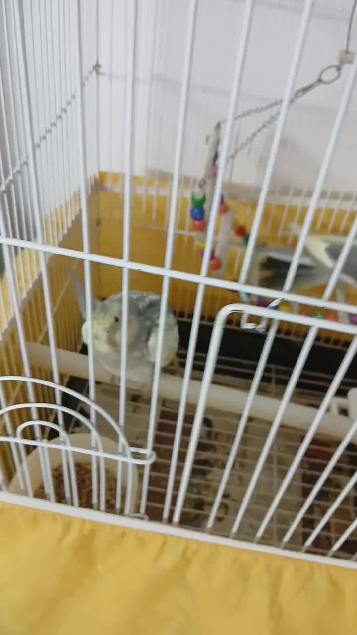 ۲ عدد عروس هلندی جوان|پرنده|ری, شهادت|دیوار