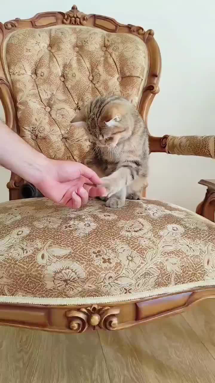 گربه نر بریتیش گلد|گربه|کرج, عظیمیه|دیوار