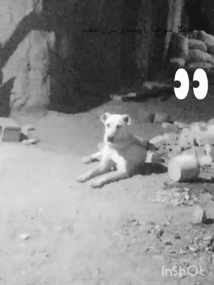 سگ ماده نه ماه واگذار میشه|سگ|رشتخوار, |دیوار