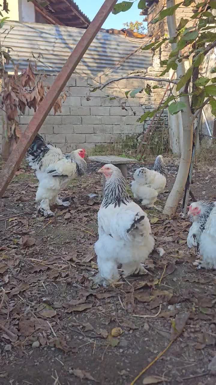 جوجه برهما لایت|حیوانات مزرعه|ساری, |دیوار