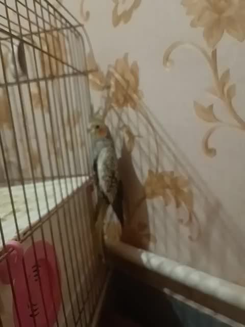 جوجه عروس هلندی|پرنده|قرچک, مهدیه|دیوار