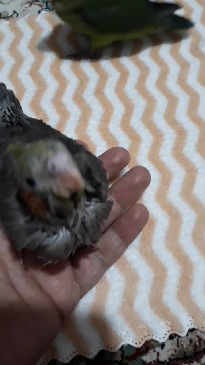 طوطی عروس هلندی جوجه و برزیلی|پرنده|پردیس, فاز ۴|دیوار