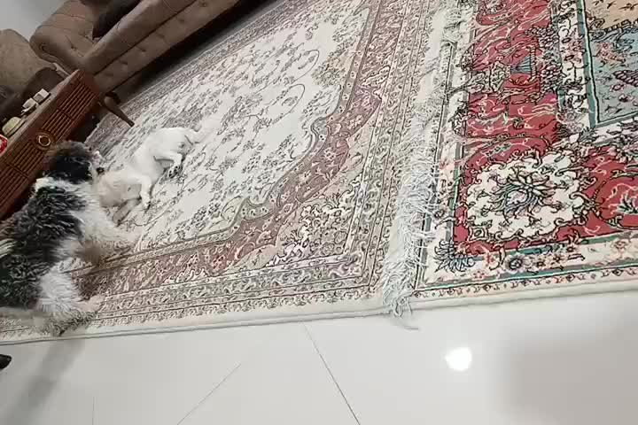 هر دوسگ باهم|سگ|شیراز, سلطان آباد|دیوار