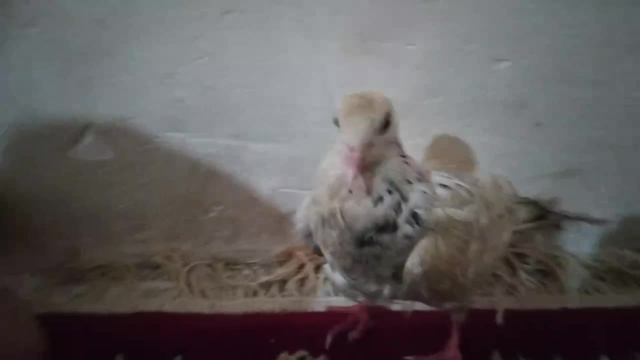 200|پرنده|بجنورد, |دیوار