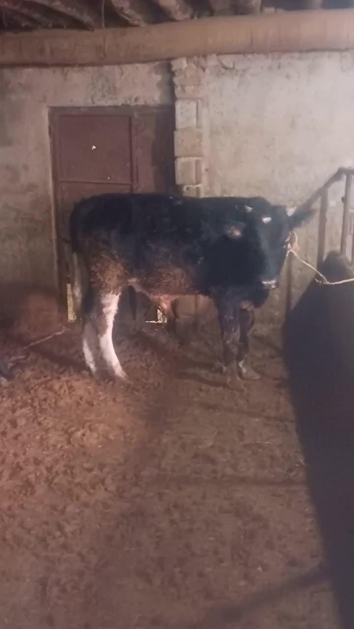 گوساله نر|حیوانات مزرعه|قیدار, |دیوار