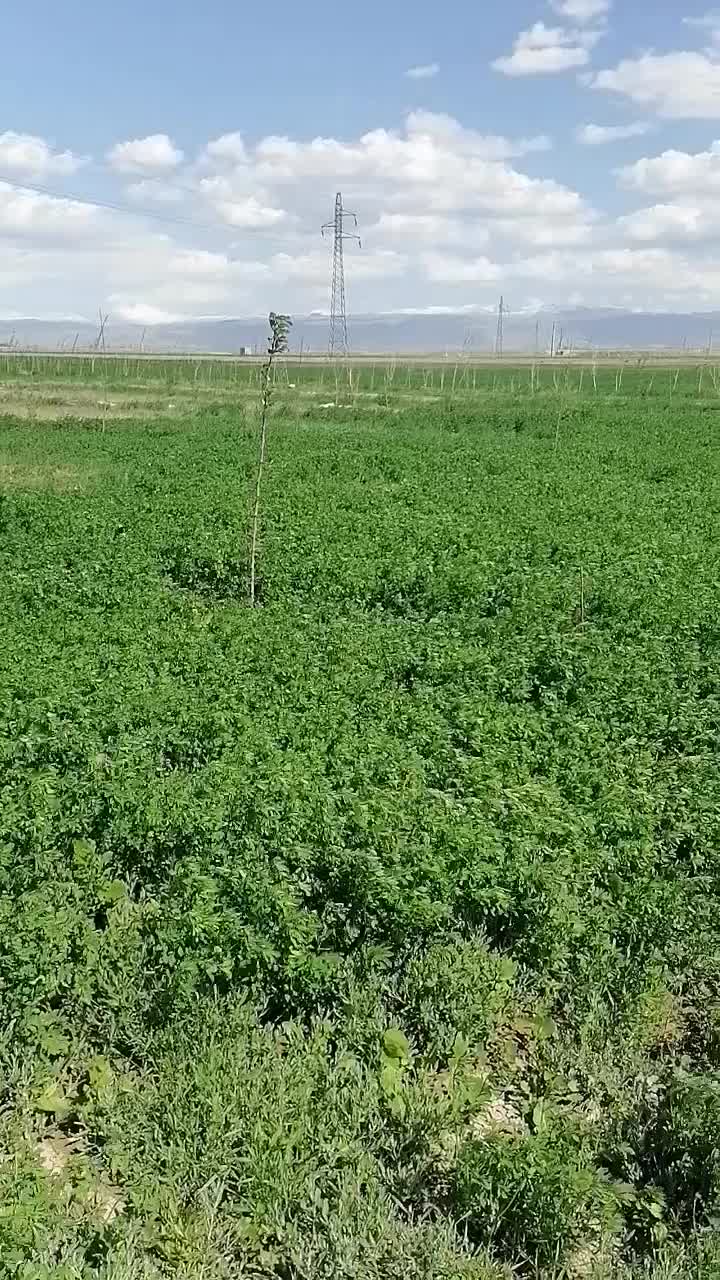 باغ|خدمات باغبانی و درختکاری|اردبیل, |دیوار