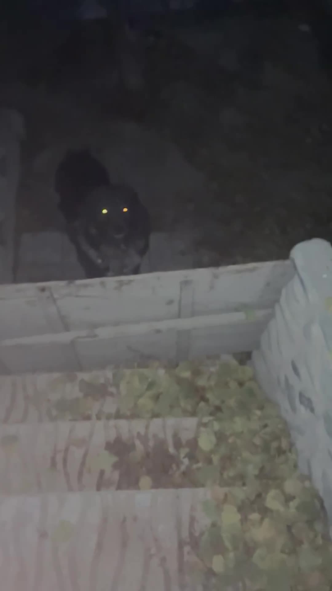 سگ قفقازی|سگ|کوهسار (البرز), |دیوار