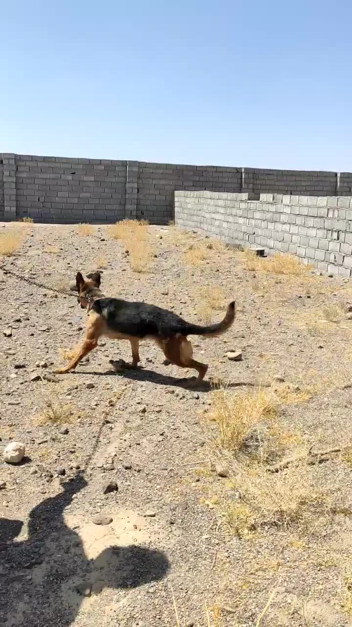 واگذاری سگ ژرمن|سگ|شهر بابک, |دیوار