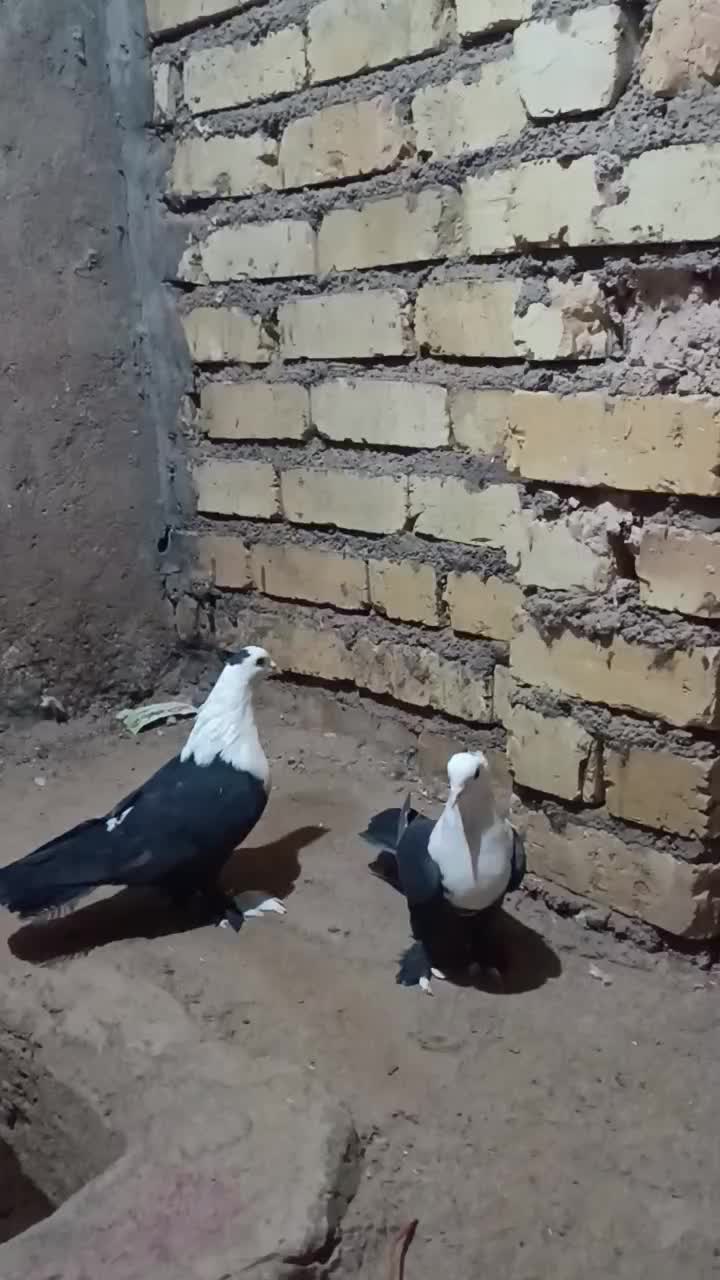 فروش کبوتر|پرنده|رشتخوار, |دیوار