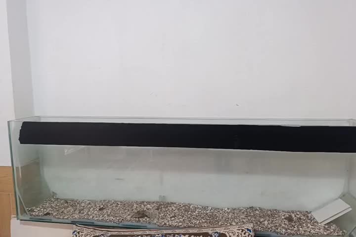 اکواریوم|ماهی|ششطراز, |دیوار