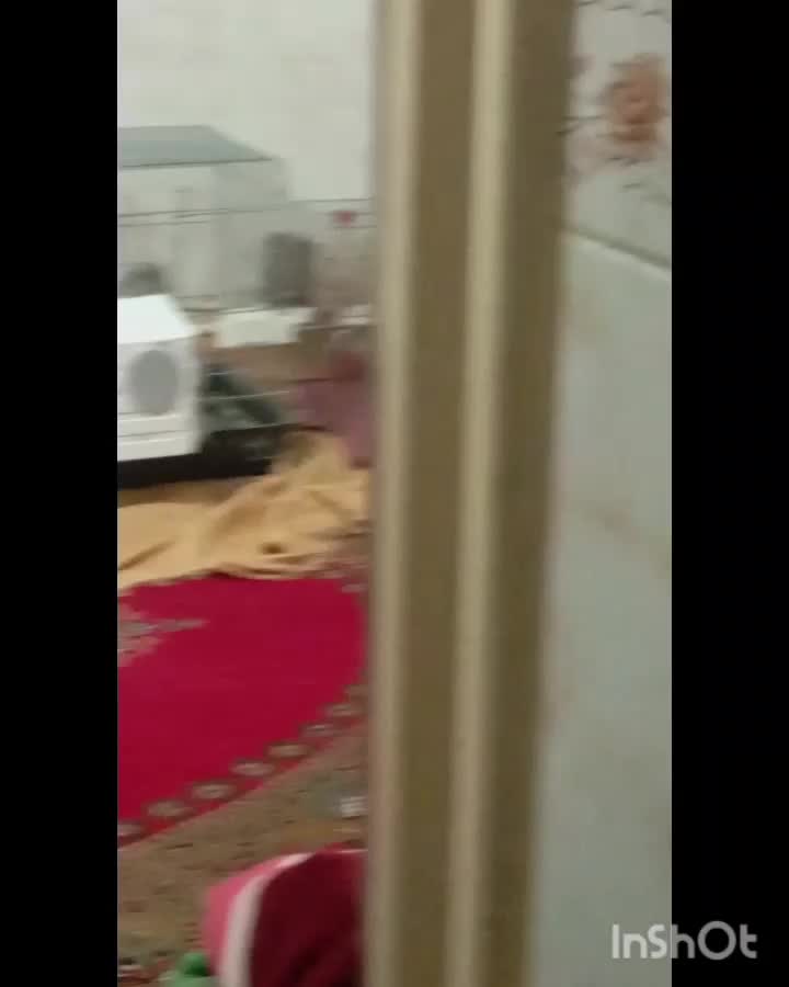 عروس هلندی ایزابلا مولدسخنگوجهت معاوضه|پرنده|کرمانشاه, |دیوار