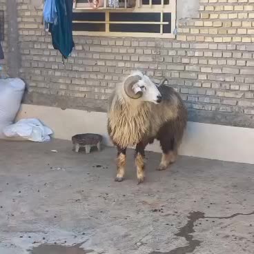 قوچ|حیوانات مزرعه|اهواز, منازل کارون|دیوار