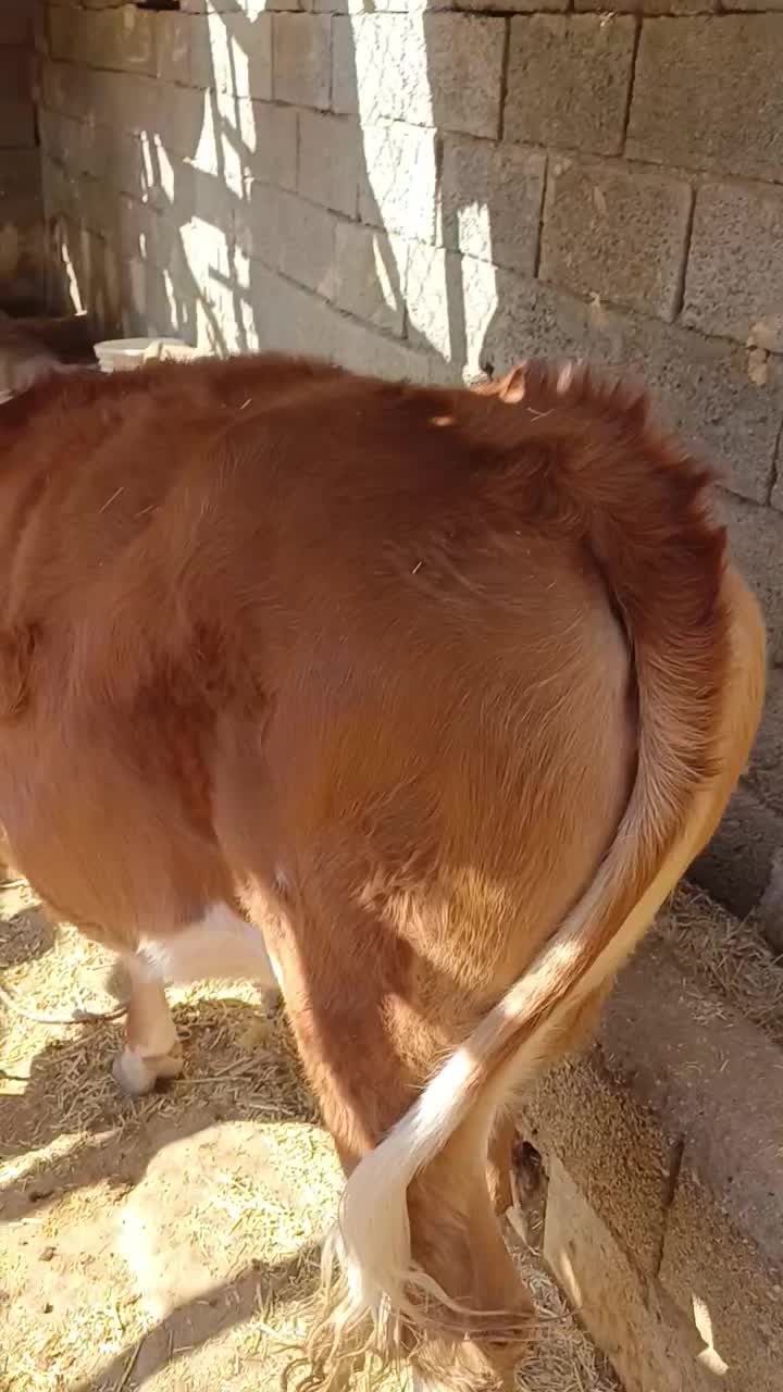 فروش گاو و گوساله|حیوانات مزرعه|پلدختر, |دیوار