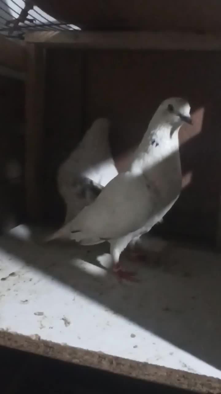 کفتر|پرنده|رشت, نظری|دیوار