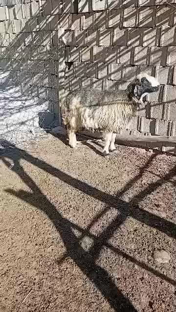 یک راس میش ترکی|حیوانات مزرعه|کوهرنگ, |دیوار