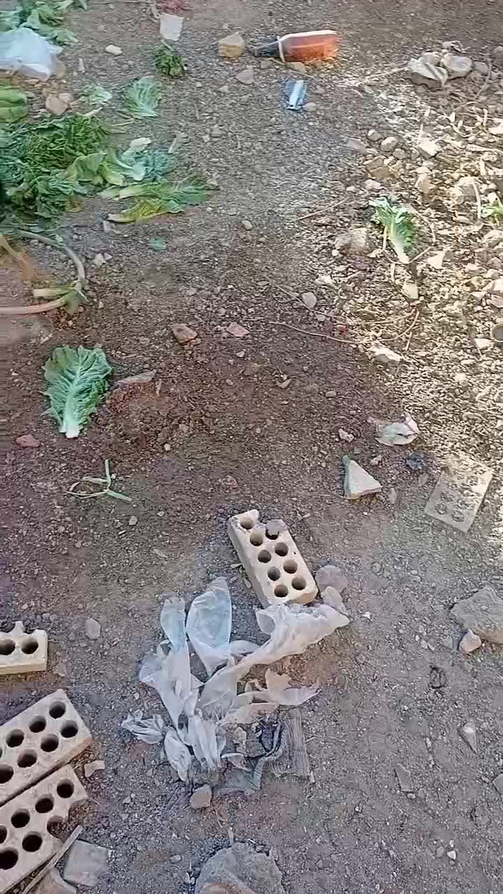 خروس محلی ۷ ماهه|حیوانات مزرعه|سبزوار, قصبه شرقی|دیوار