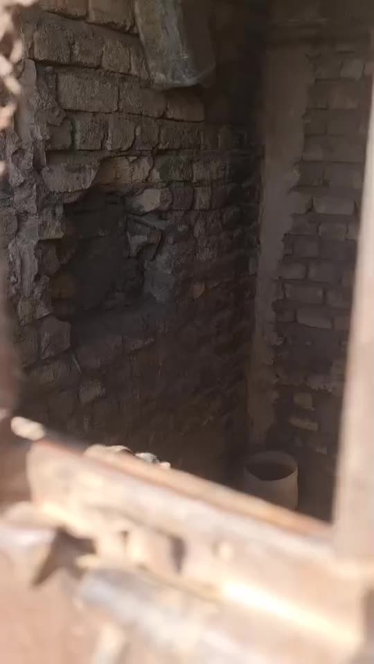 سگ افغان اصیل|سگ|سمنان, |دیوار