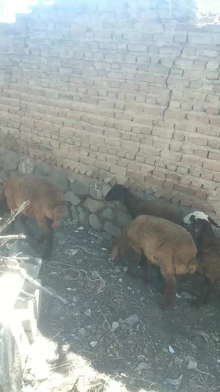 بره|حیوانات مزرعه|نمین, |دیوار