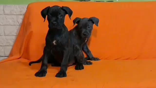 توله گارد سگ کنکورسو دو رنگ مشکی و بولو|سگ|تهران, باشگاه نفت|دیوار