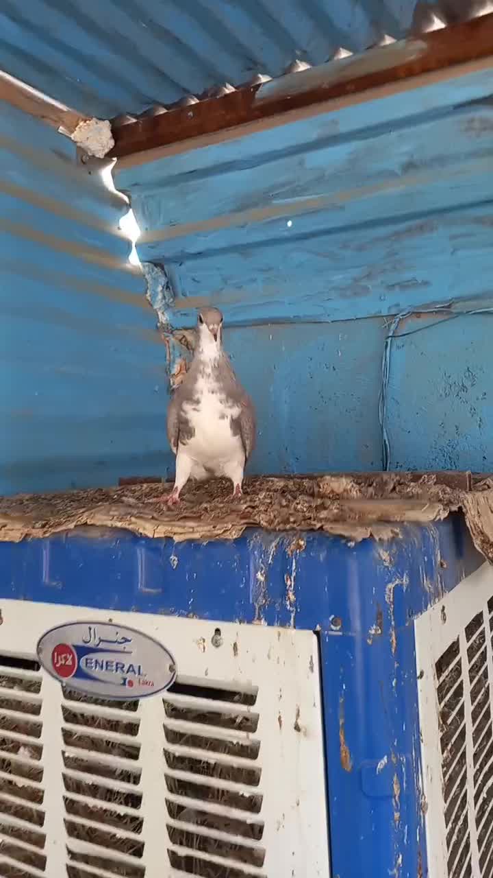 کبوتر خوشرنگ. شهری|پرنده|شبانکاره, |دیوار