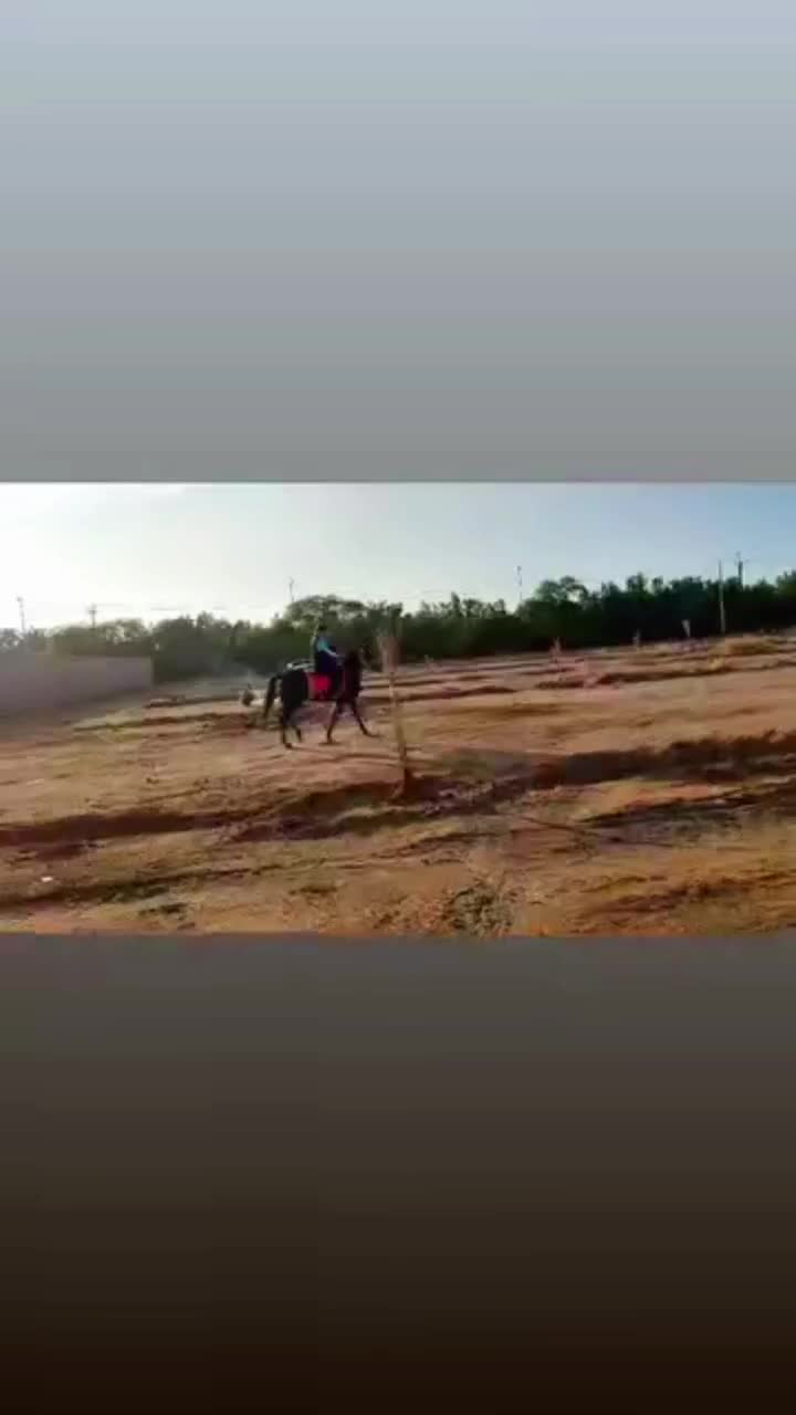 اسب|اسب و تجهیزات اسب‌سواری|امیدیه, |دیوار