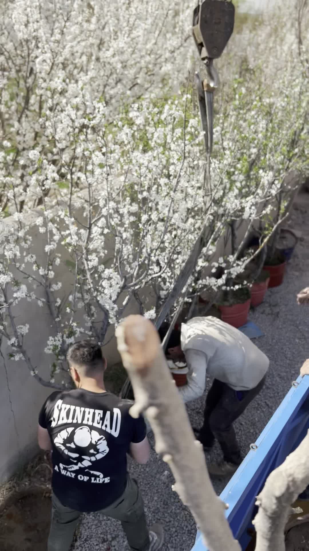 نهال سایز بزرگ مختص شهرداری و ویلا|گل و گیاه طبیعی|تبریز, |دیوار