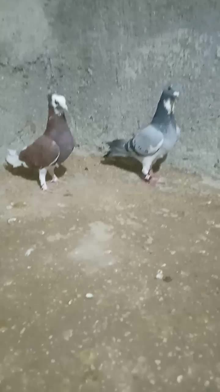 کبوتر|پرنده|جنت, |دیوار