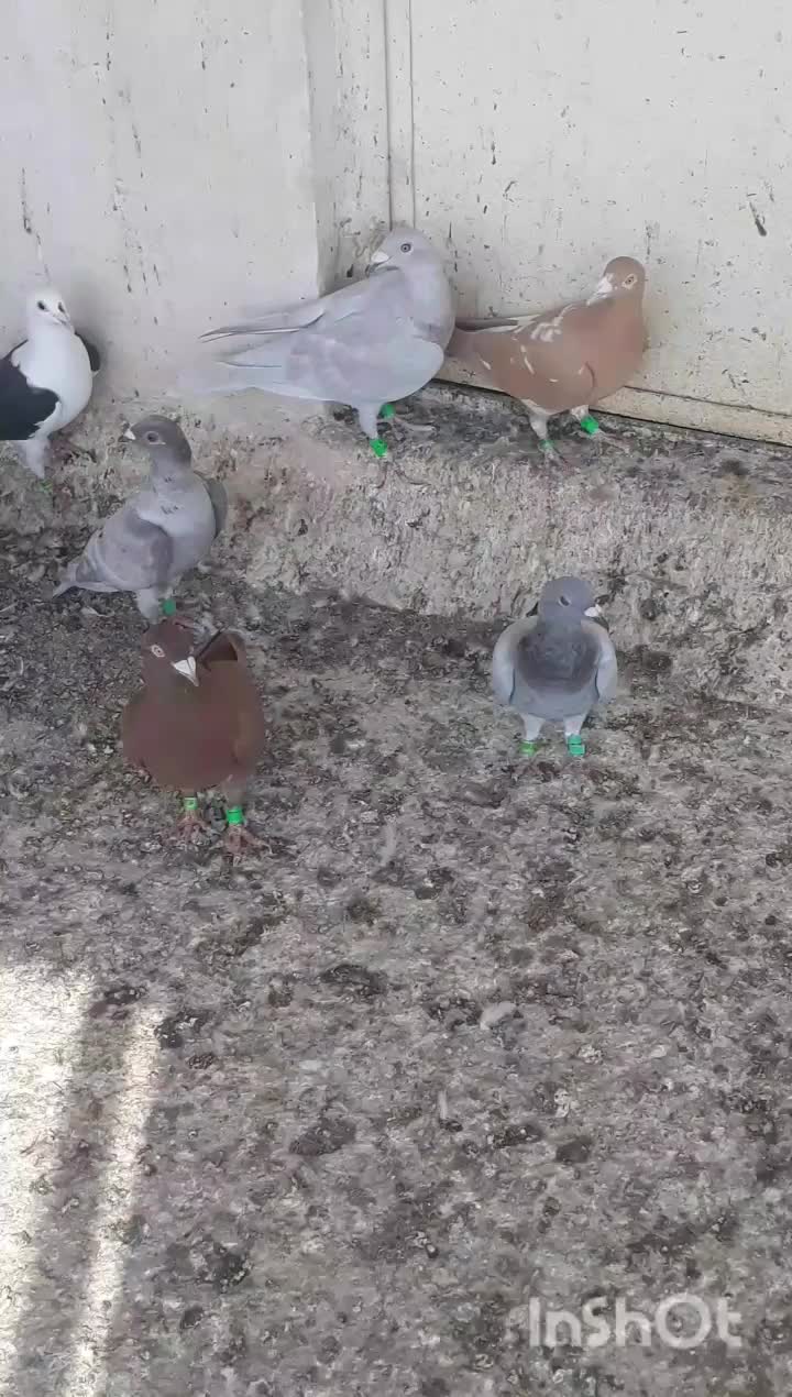 فروش کبوتر|پرنده|بوشهر, |دیوار