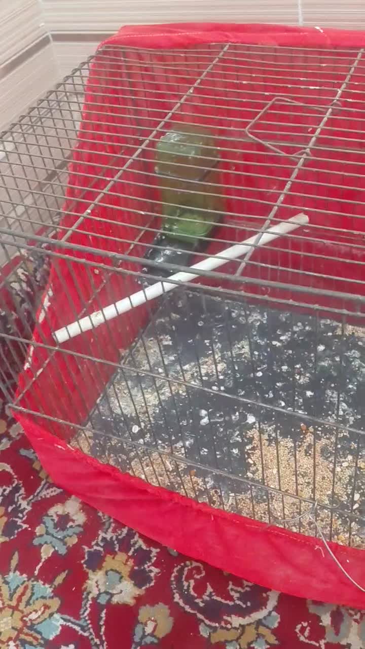 کوتوله نر|پرنده|درمیان, |دیوار