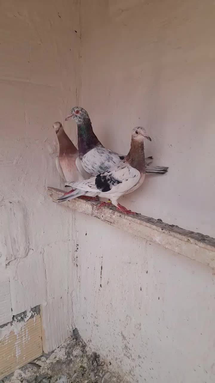 پرنده|پرنده|تاکستان, |دیوار