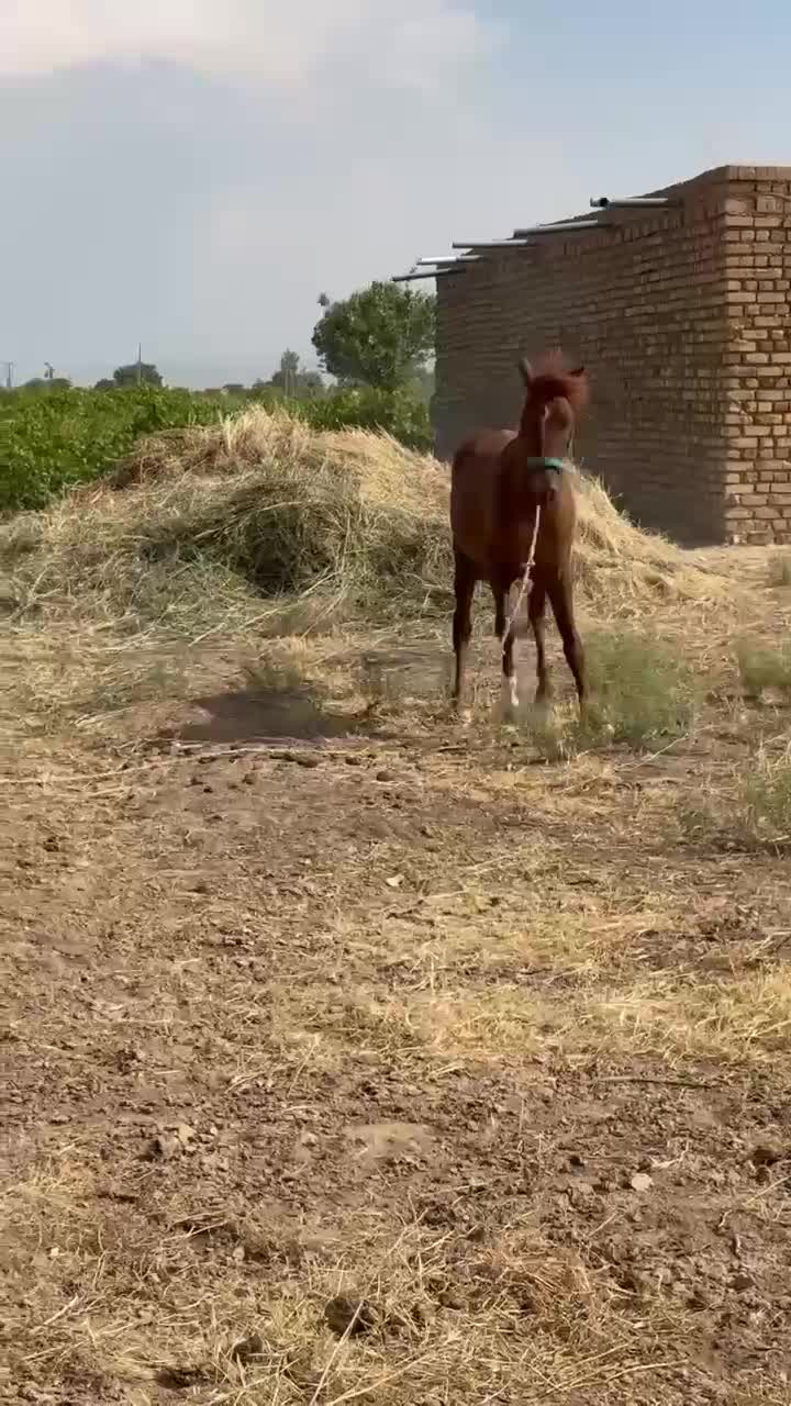 کره نریان|حیوانات مزرعه|ابهر, |دیوار