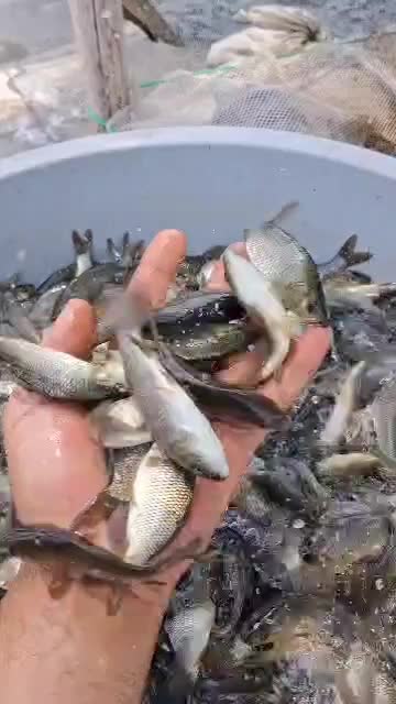 کپور مجارستانی|ماهی|تبریز, |دیوار